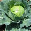 Cabbage - Copenhagen Market