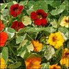 Nasturtium - Alaska Mix