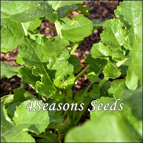 Graines Semillas Texsel Greens Ethiopian or Mustard Collard 100+ seeds 
