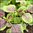 Microgreens - Amaranth - Bicolour