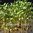 Microgreens - Cress - Curled Leaf