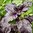 Basil - Purple Ruffles