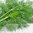 Dill - Fernleaf