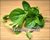 Ceylon Spinach (Malabar Spinach)