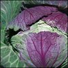 Cabbage - Purple Savoy