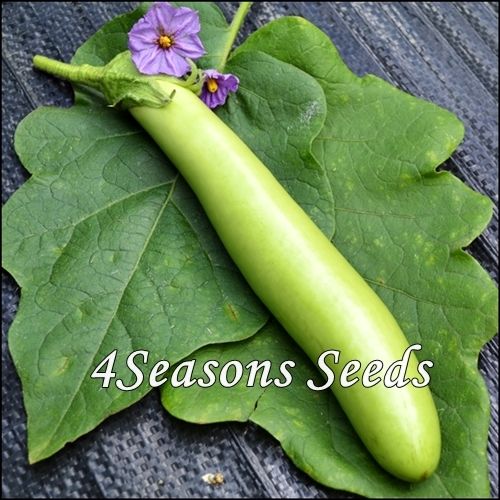 Eggplant - Thai Long Green