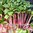 Microgreens - Leaf Radish - Triton Purple
