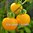 Cherry Tomato - Golden Sunrise