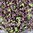 Microgreens - Basil - Purple