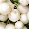 Radish - Hailstone (White)