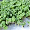 Microgreens - Basil - Italian Sweet