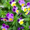 Viola (Johnny Jump Up, Heartsease)