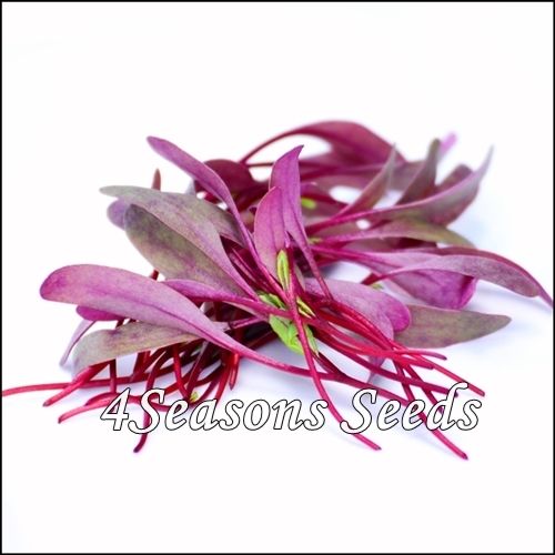 Microgreens - Beetroot