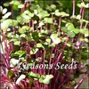 Microgreens - Red Cabbage