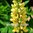 Lupin - Chandelier (Yellow Russell Lupin)
