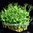 Microgreens - Pea
