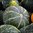 Kabocha Pumpkin F1