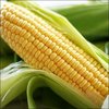 Sweet Corn Mix (Open-Pollinated)