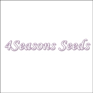 Microgreens - Leaf Radish - Purple