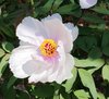 Tree Peony - Paeonia suffruticosa