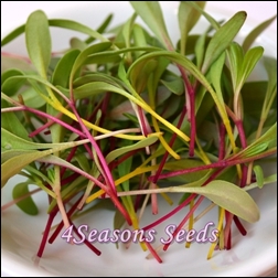 microgreens-silverbeet-rainbow mix