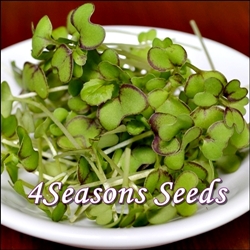 microgreens-mustard-red giant