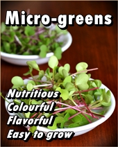 micro-greens link
