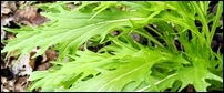 mizuna_green_leaf_-_TI.jpg