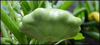 squash_peter_pan_22-2-13-001web_intext200.JPG